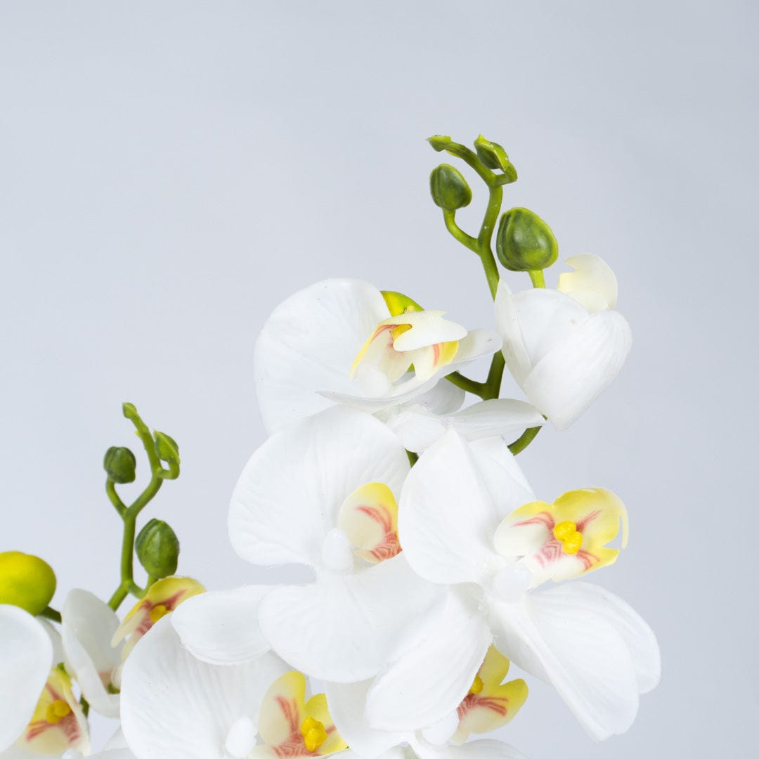 Orchidea Duo Bianca
