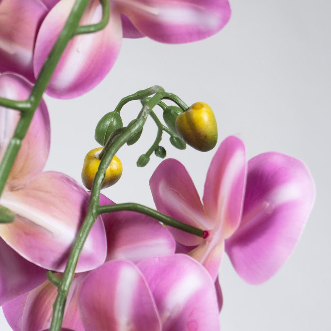 Orchidée Duo fuchsia