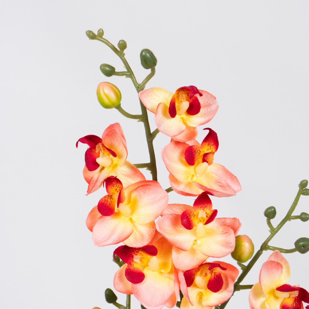 Orchidée Duo saumon