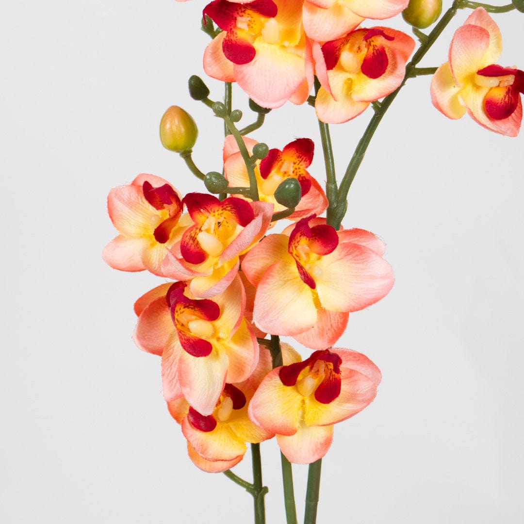 Orchidée Duo saumon