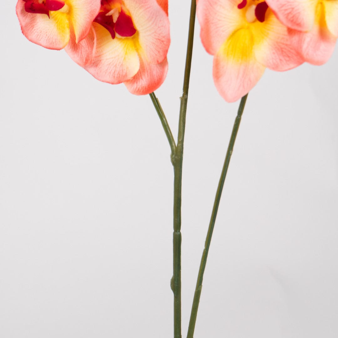 Orchidée Duo saumon