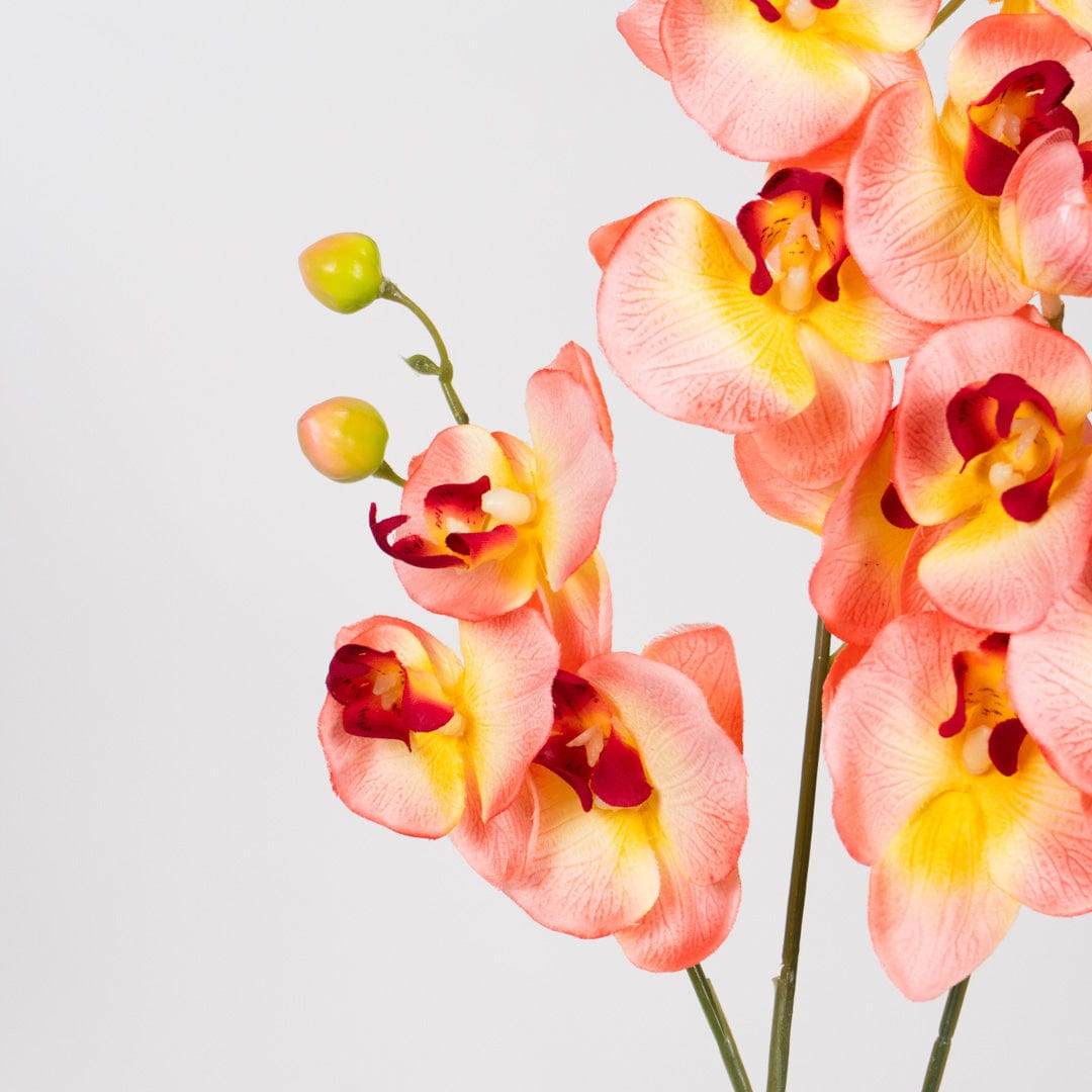 Orchidée Duo saumon
