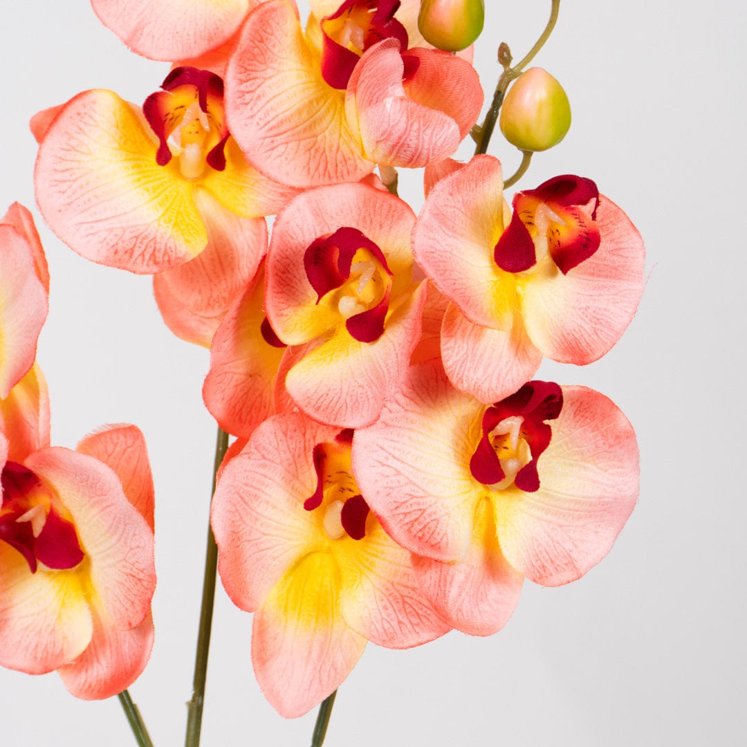 Orchidée Duo saumon
