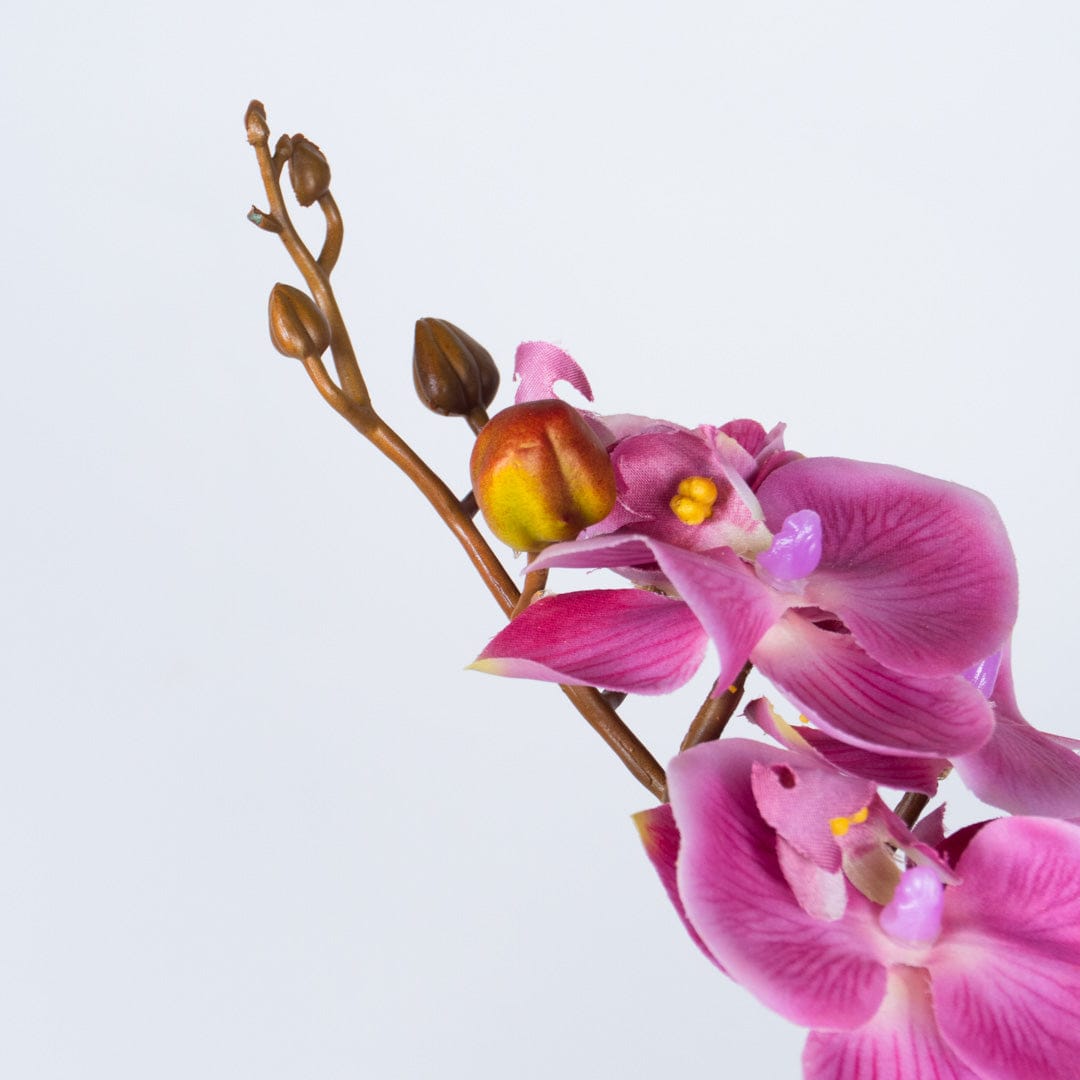Orchidea Single Bubble