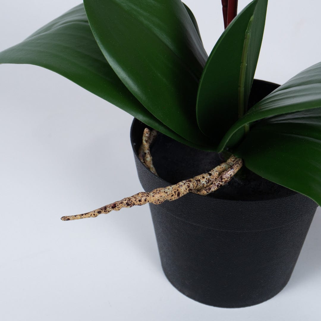 Orchidea Single Bubble