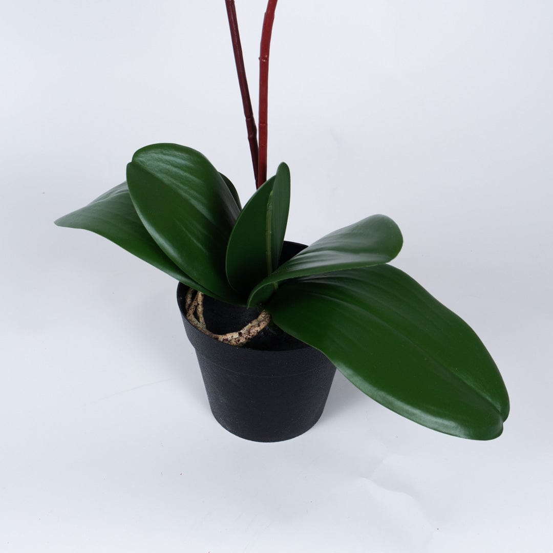 Orchidea Single Bubble