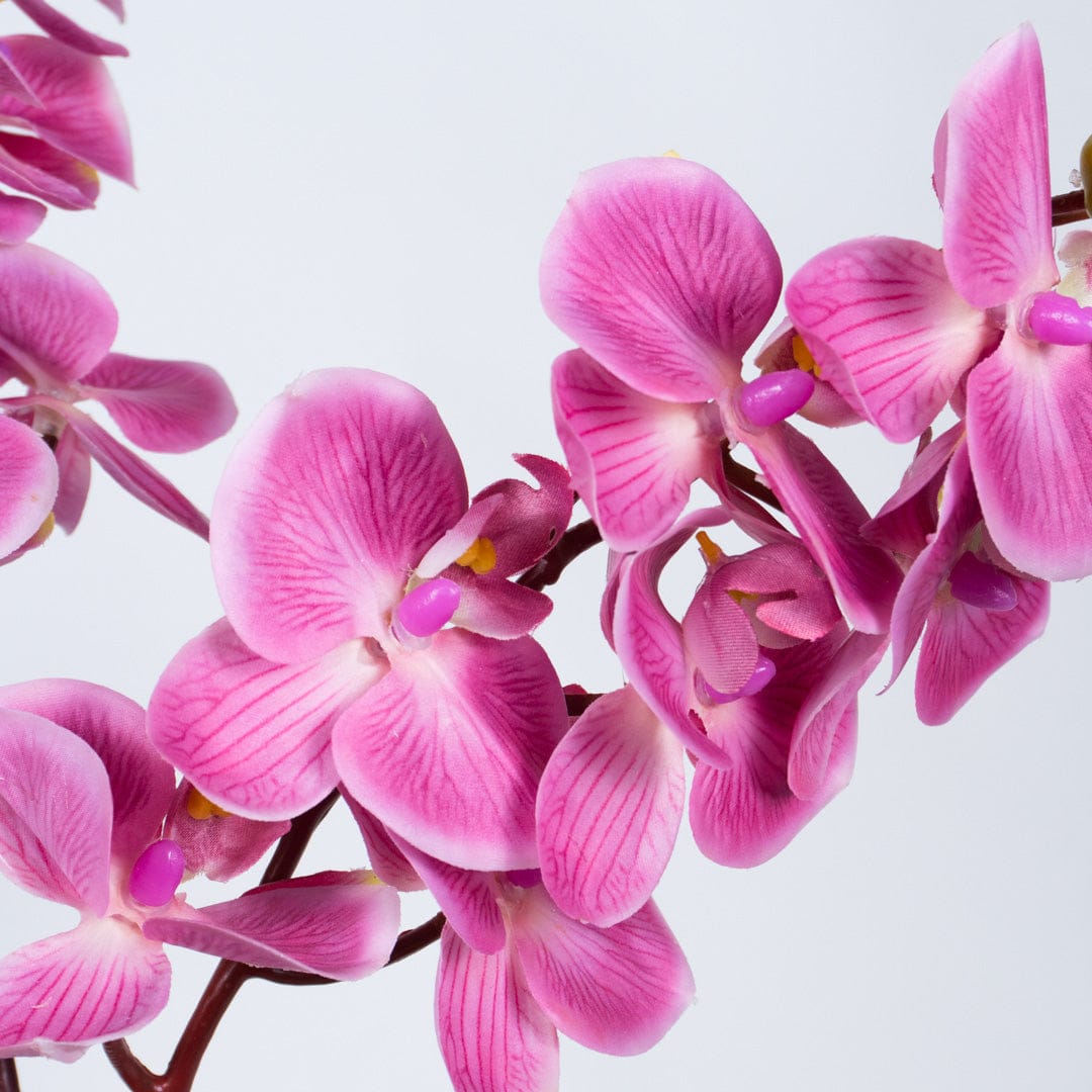 Orchidea Single Bubble