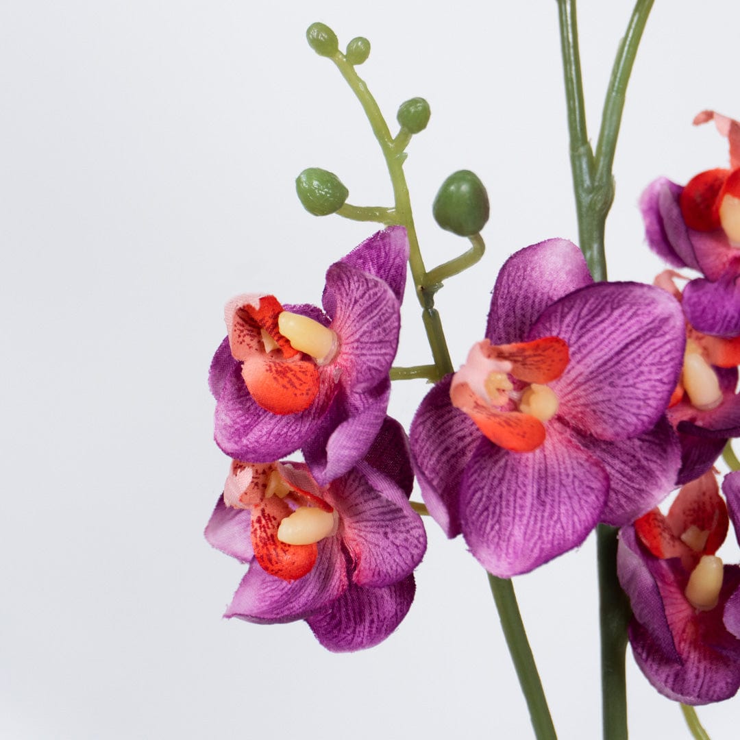 Orchidée Single fuchsia