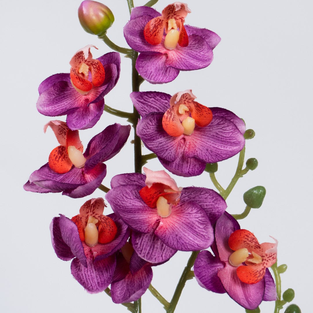 Orchidée Single fuchsia