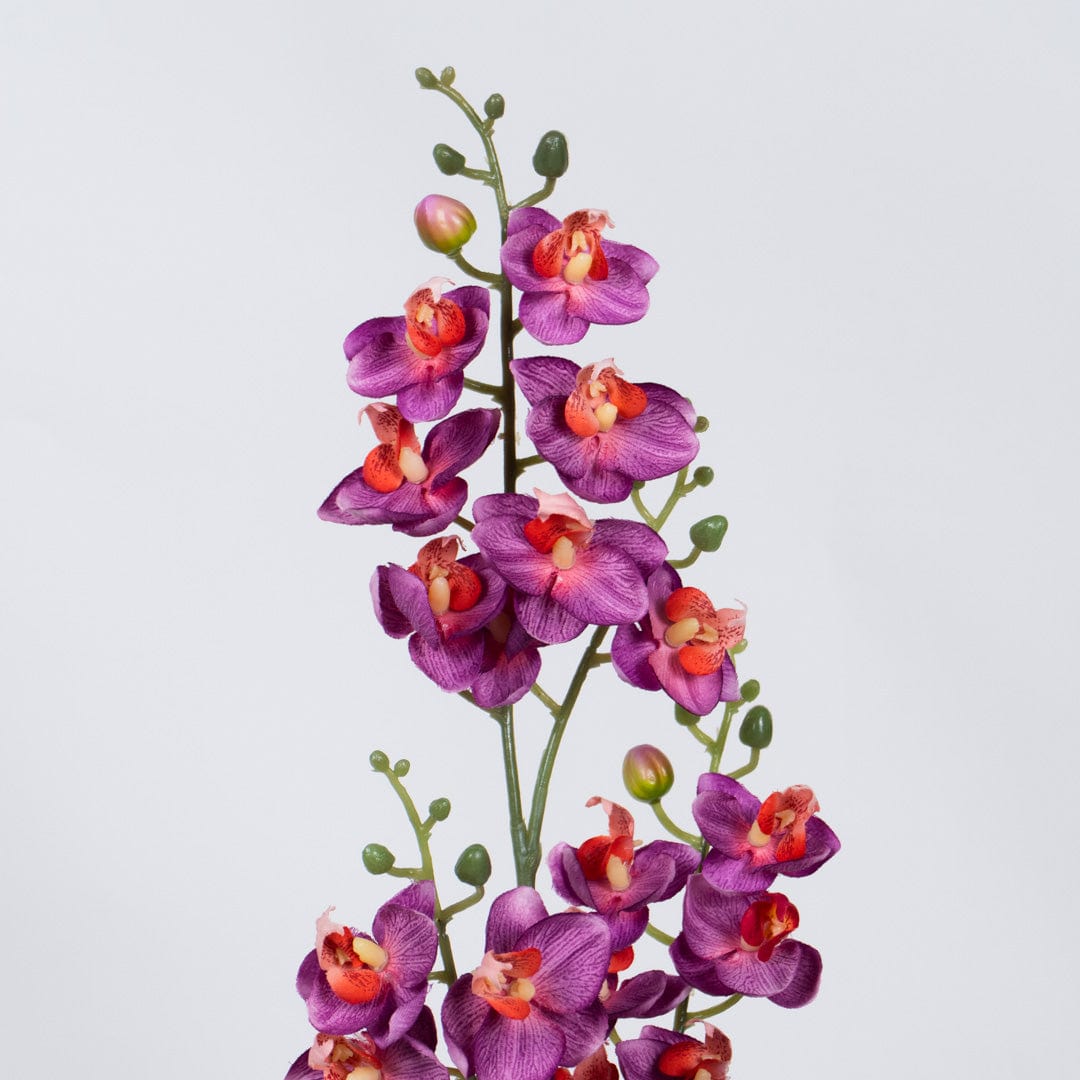 Orchidée Single fuchsia