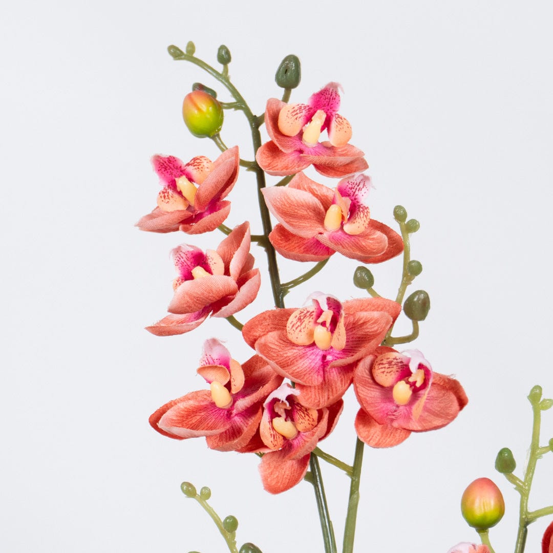 Orchidea Single Rosa