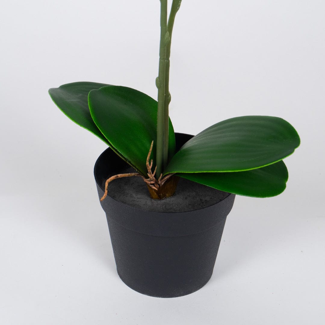 Orchidée Single rose