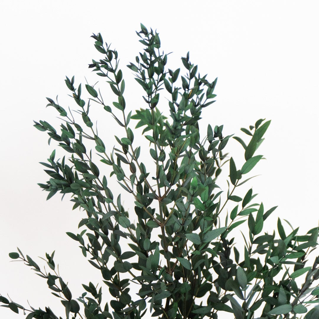 Ramo di Parvifolia Verde