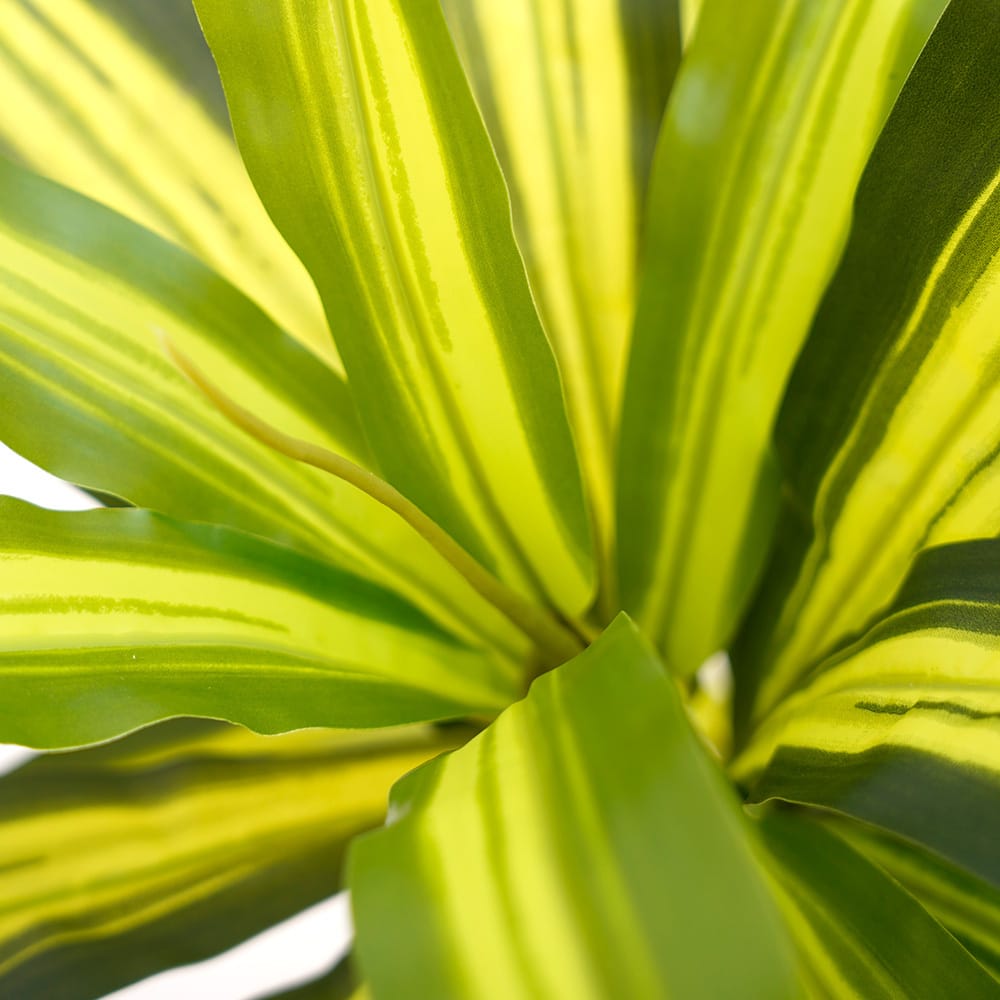 Dracaena Oriental
