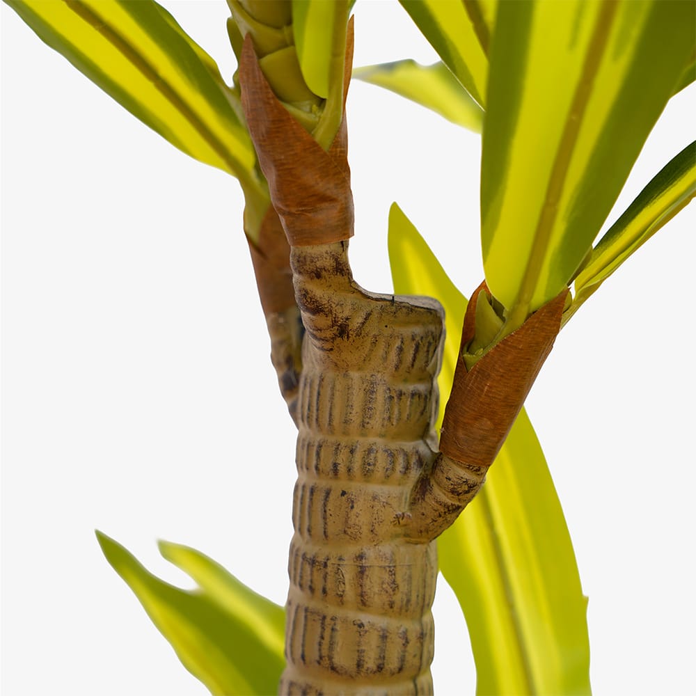 Dracaena Oriental