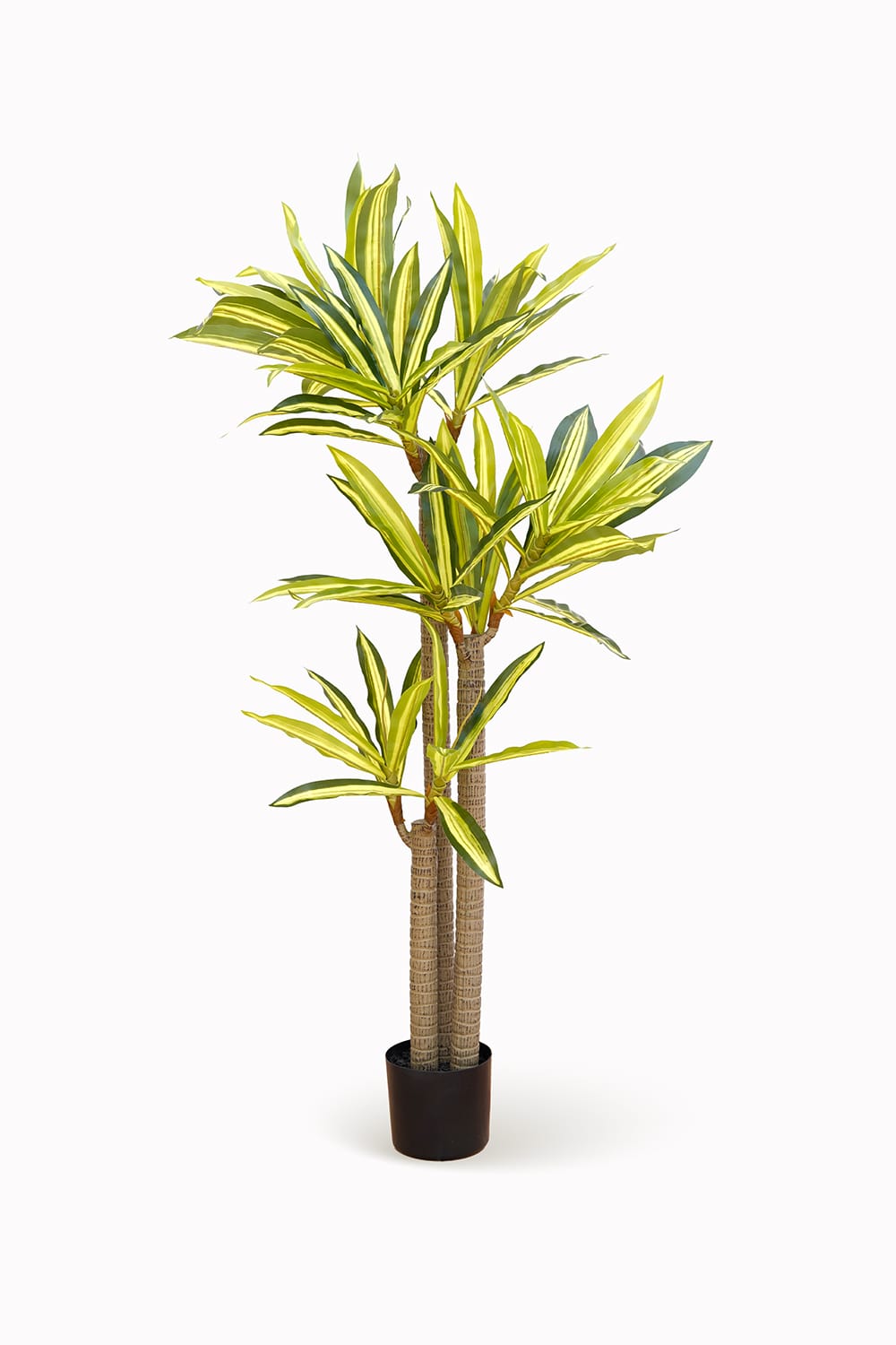Dracaena Oriental