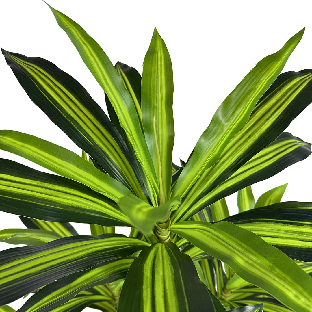 Dracaena Variegata