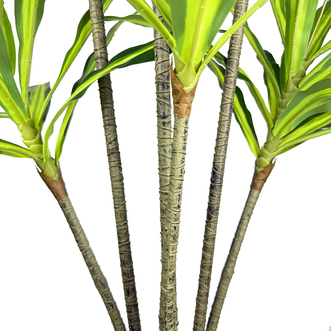 Dracaena Variegata