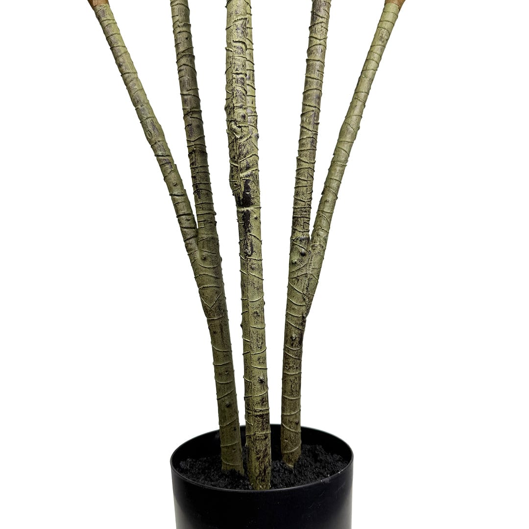 Dracaena Variegata