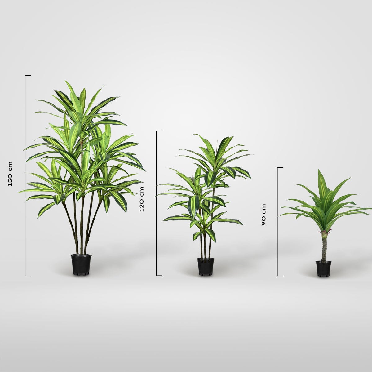 Dracena Variegata