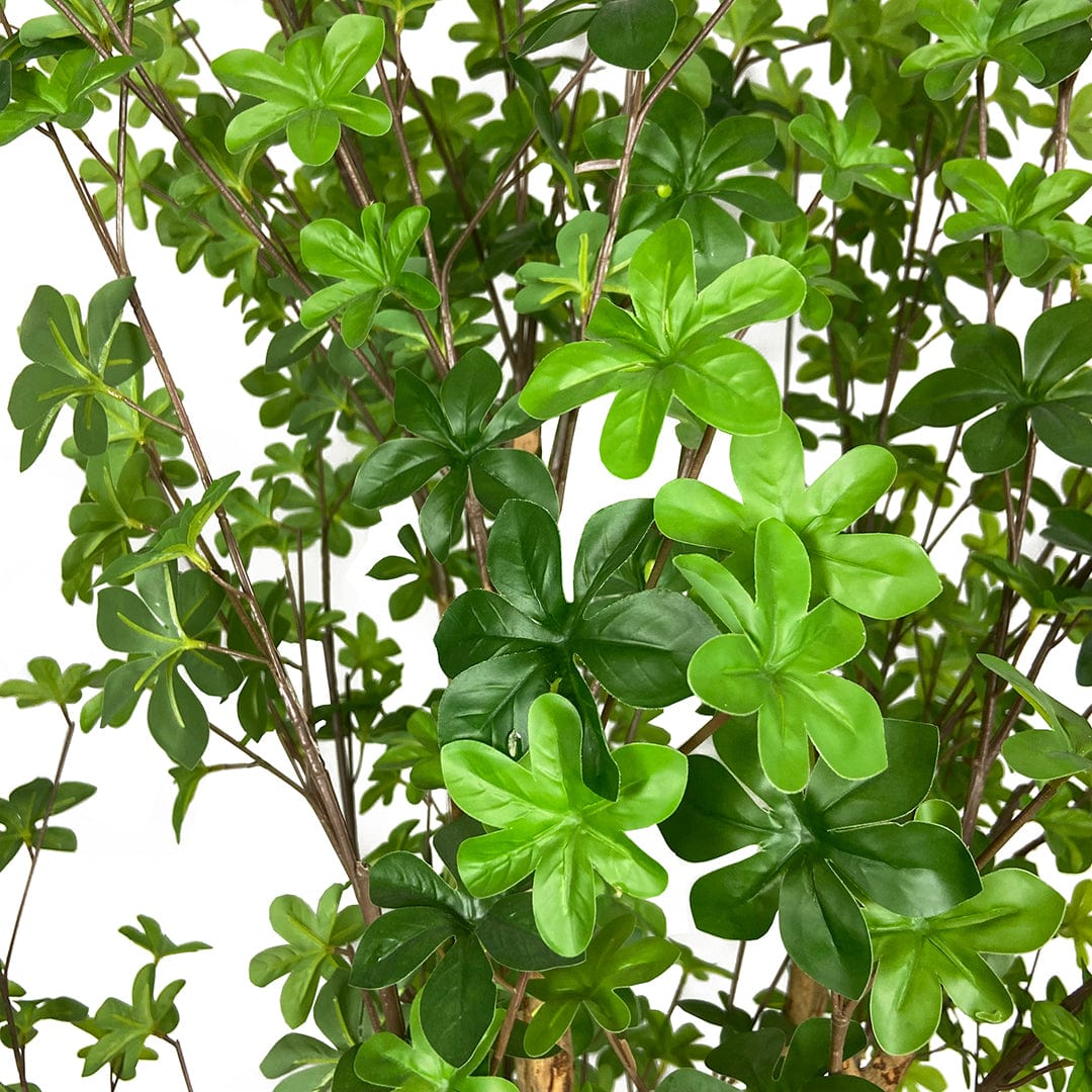 Arbre Enkianthus