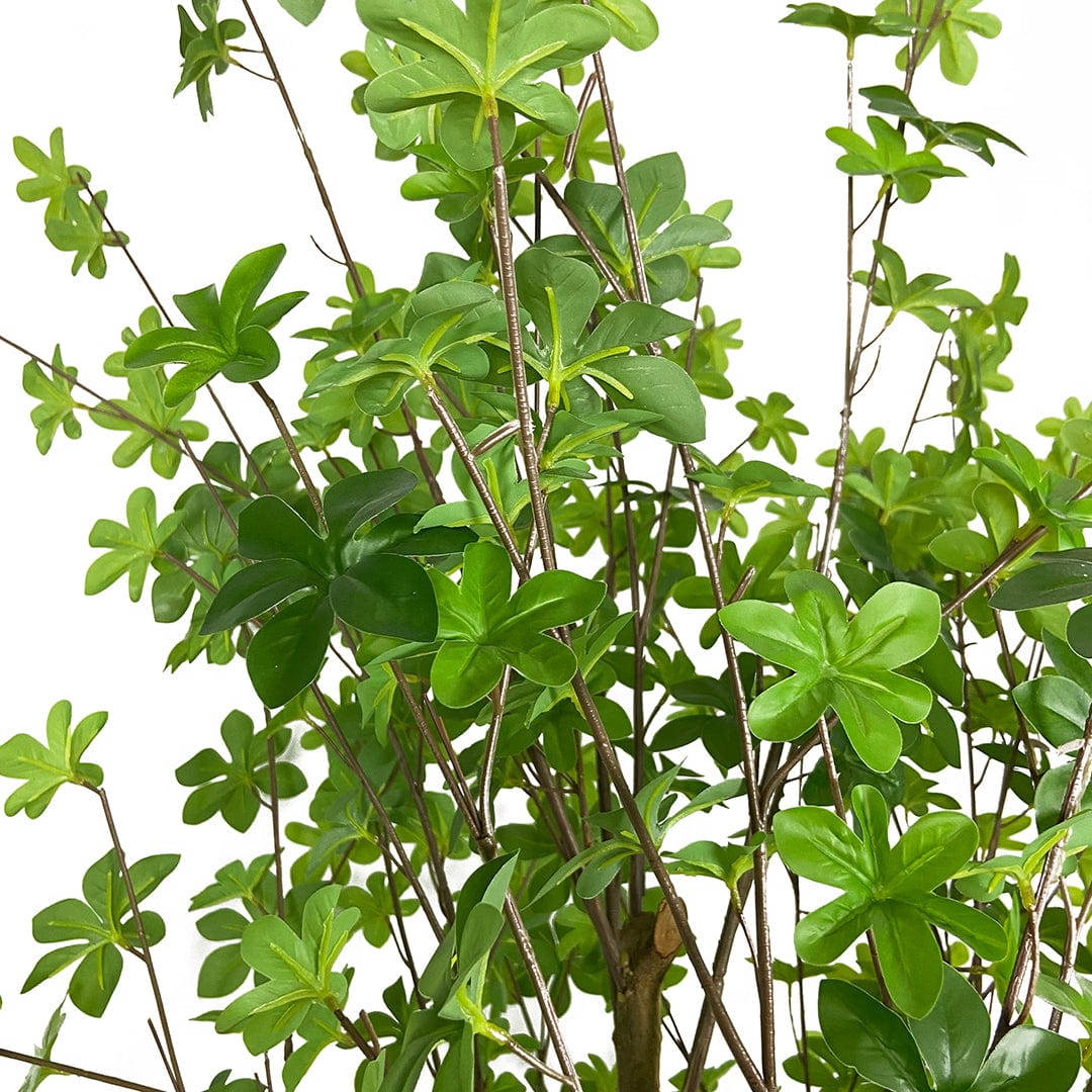 Arbre Enkianthus