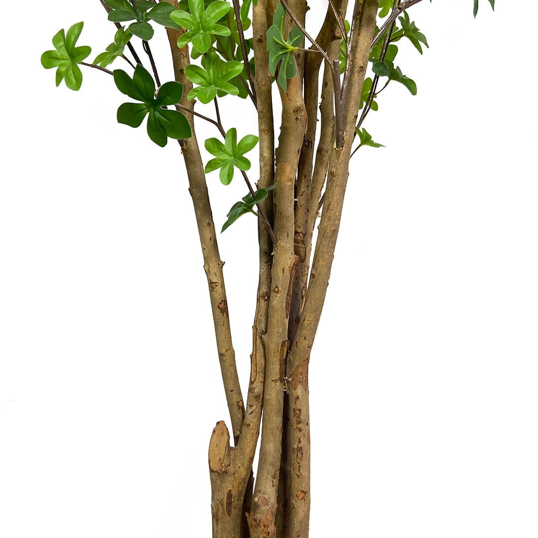 Arbre Enkianthus