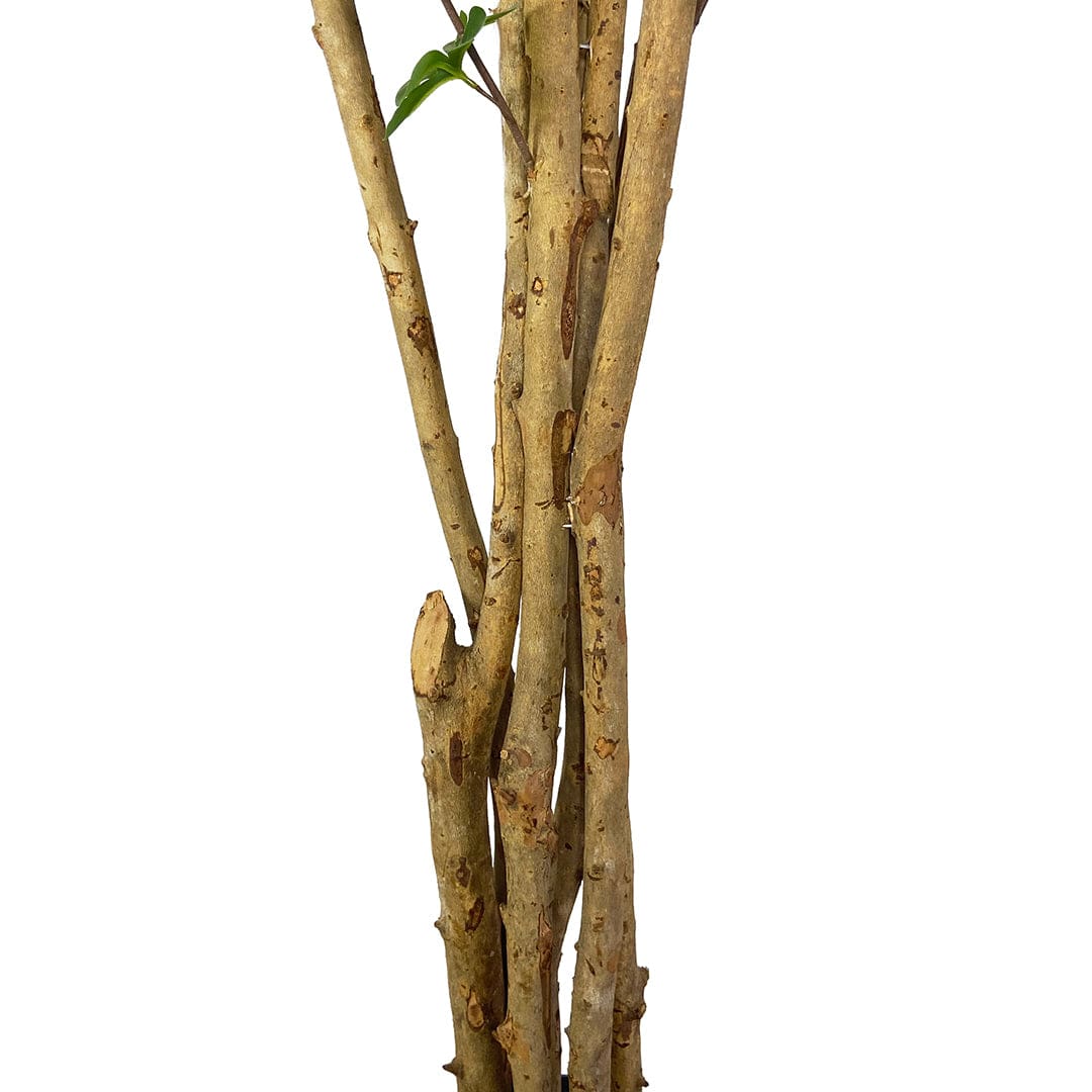 Arbre Enkianthus