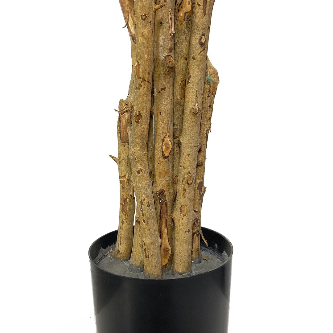Árbol Enquianto