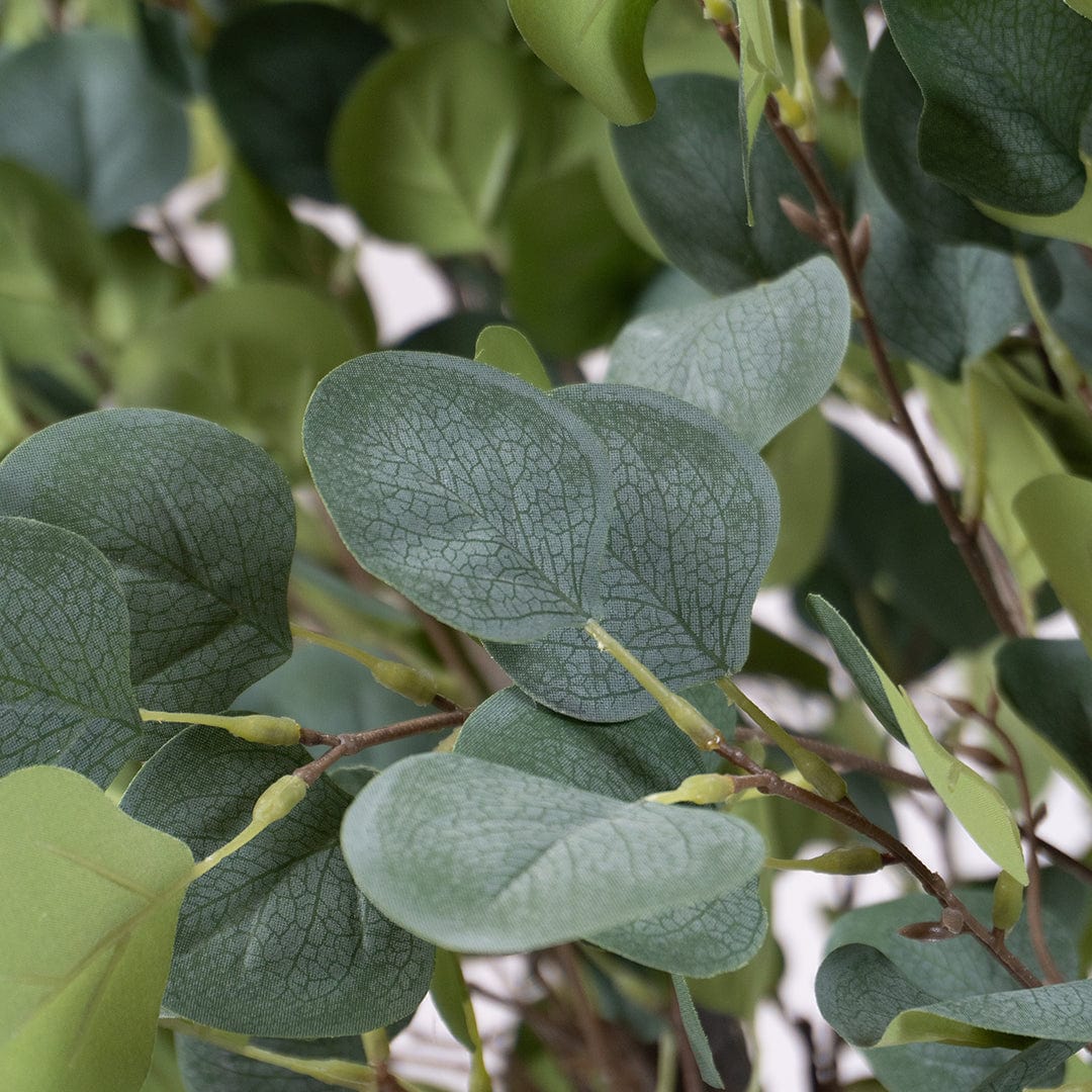 Eucalyptus sauvage