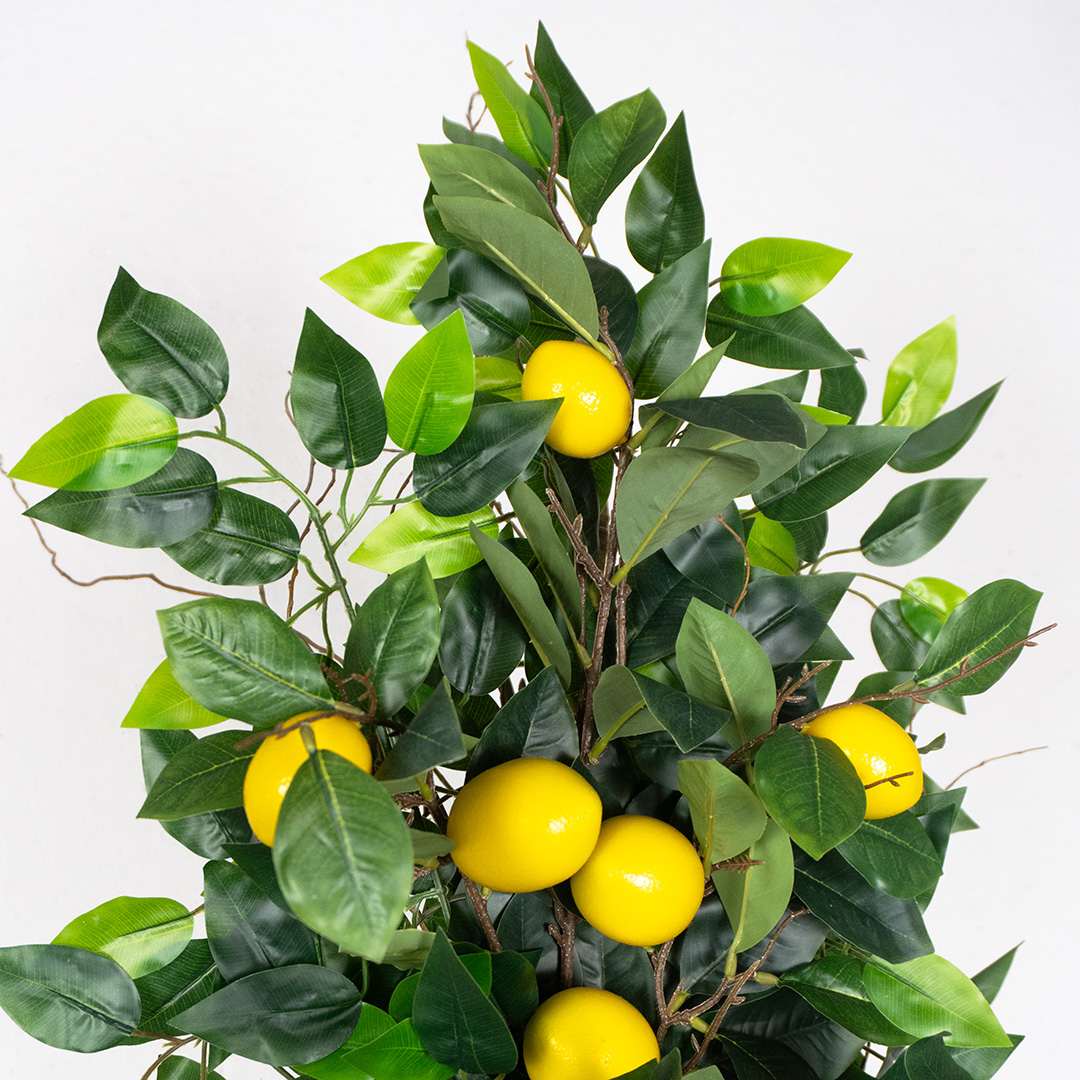 Limonero Individual Rígida