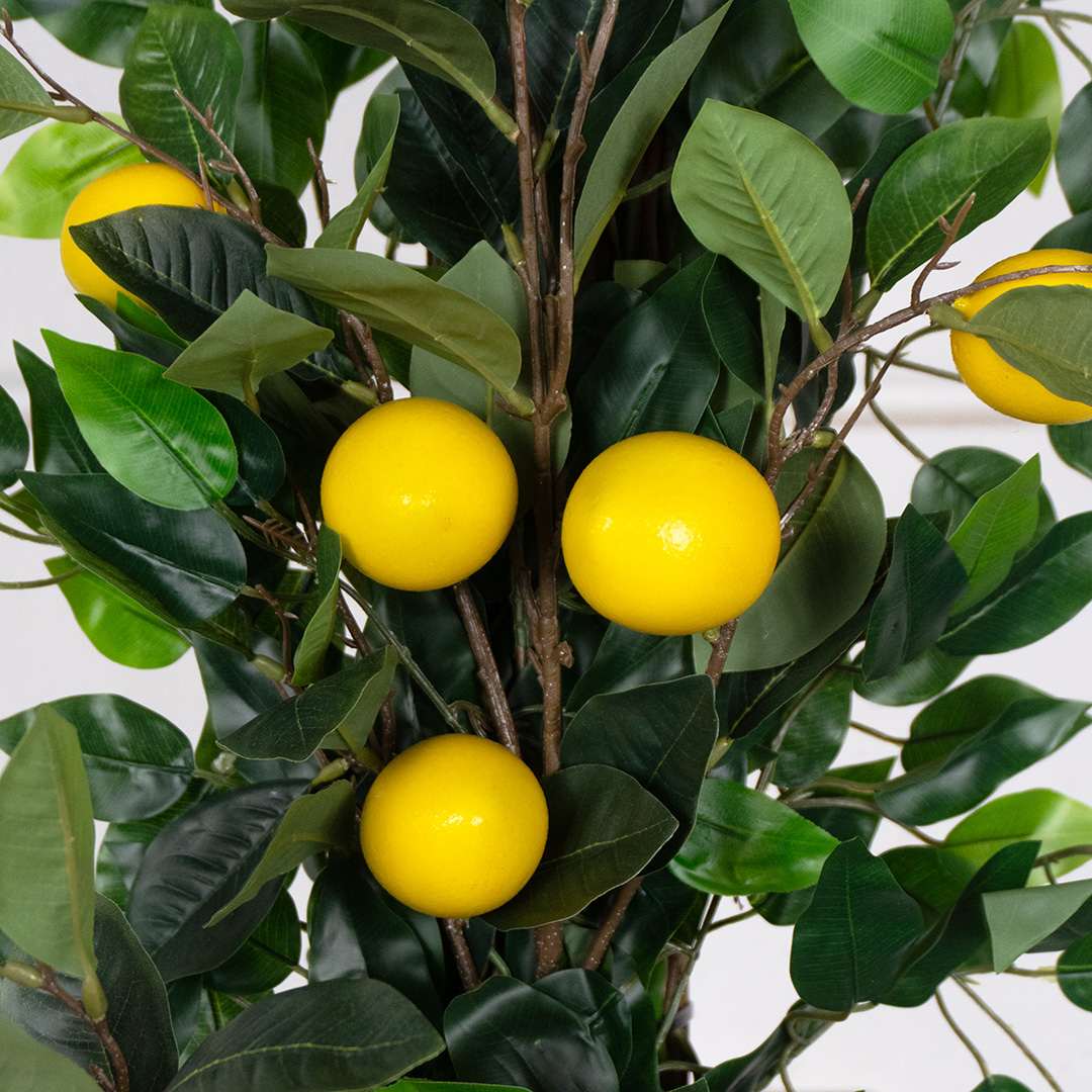 Limonero Individual Rígida