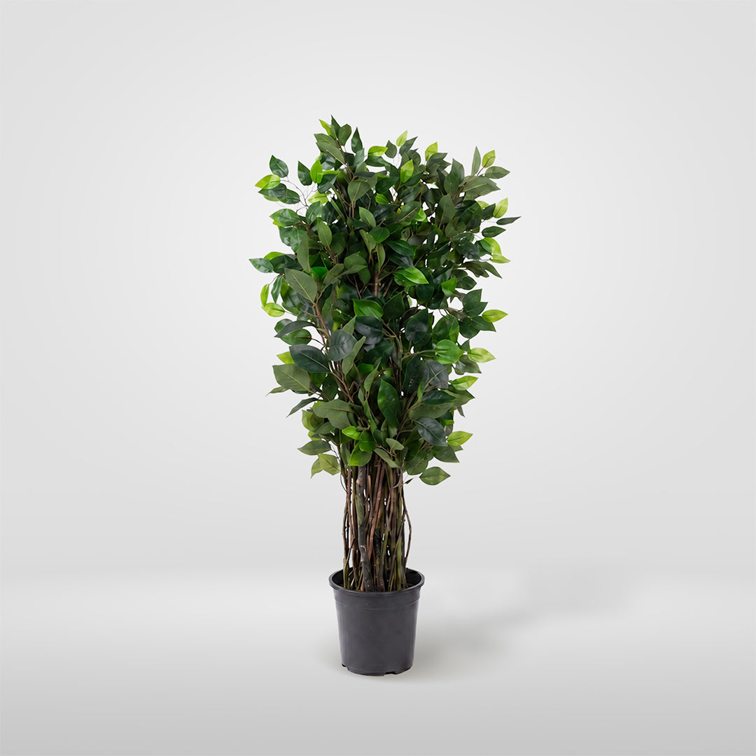 Enredadera Ficus Rígida con Maceta