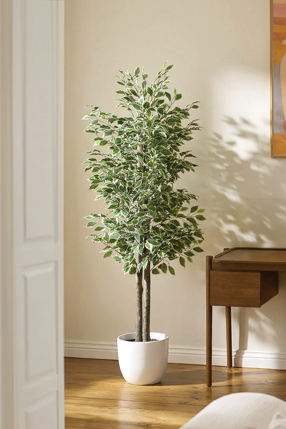 Ficus Bicolore