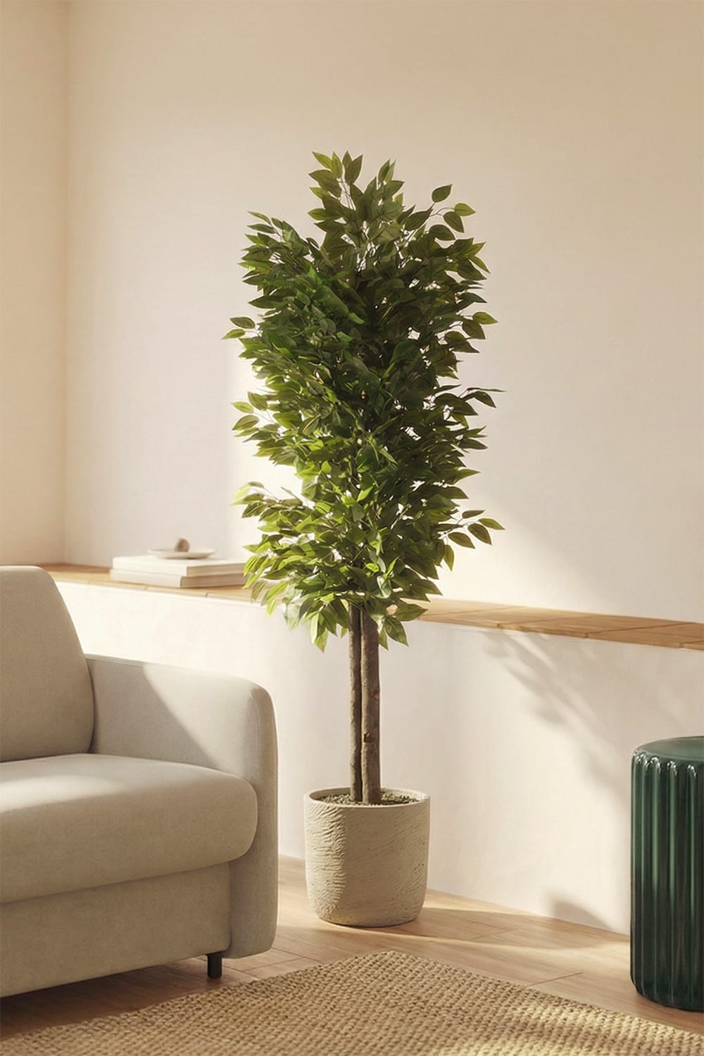 Ficus Salvaje