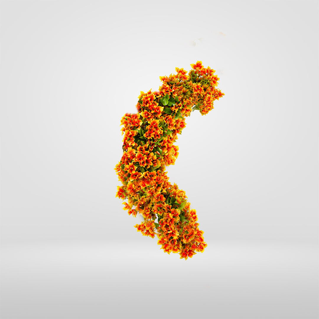 Enredadera Buganvilla Naranja Flexible