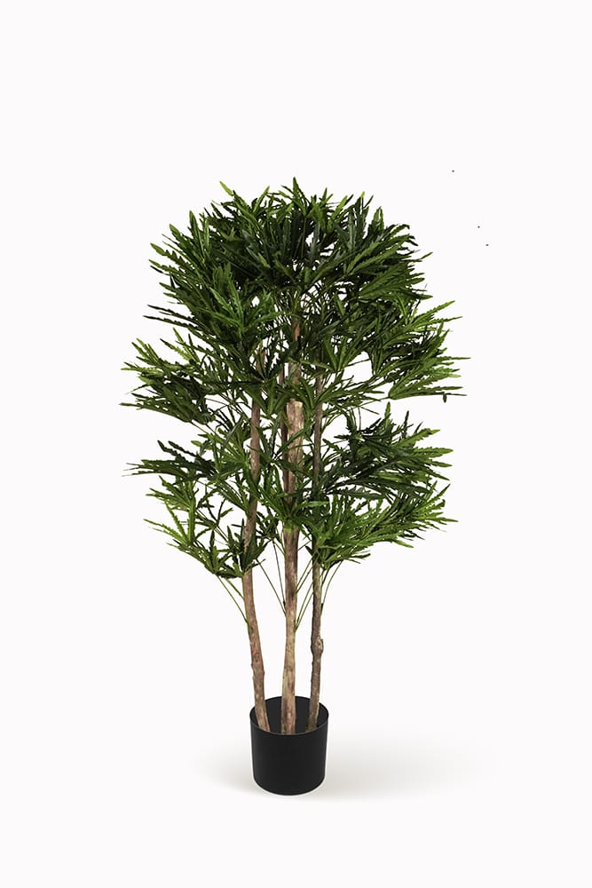 Arbre Aralia