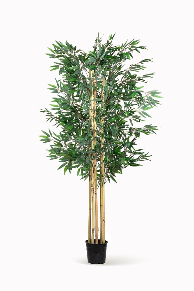 Árbol Bambú