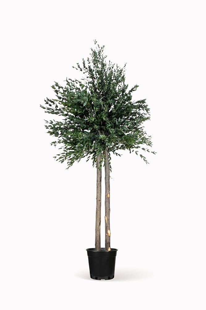 Auralba stabilisé