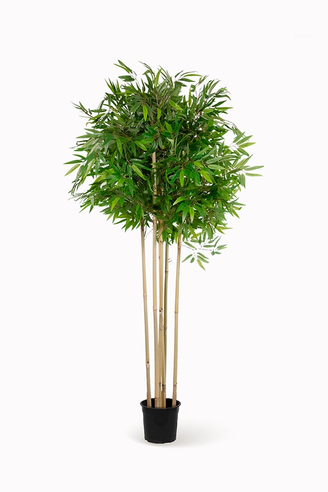 Bambú exclusive