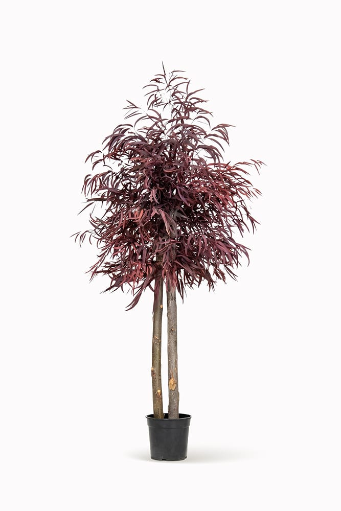 Brillifolium stabilisé