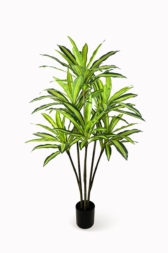 Dracaena Variegata