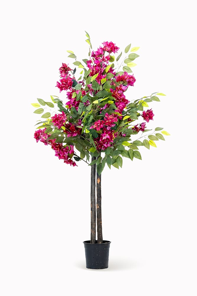 Ficus Bougainvillier