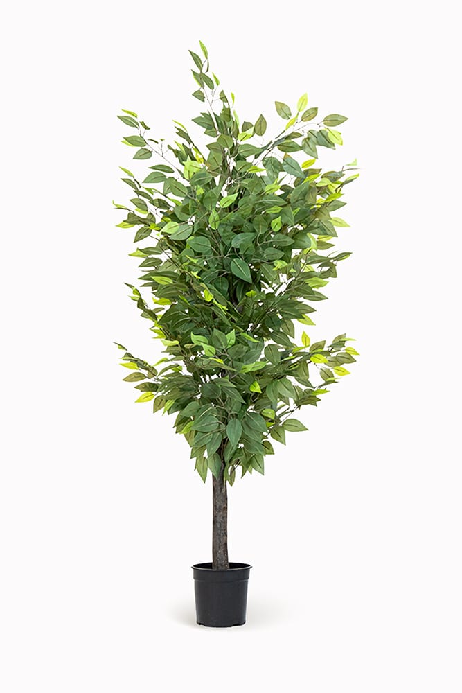 Ficus Esclusivo