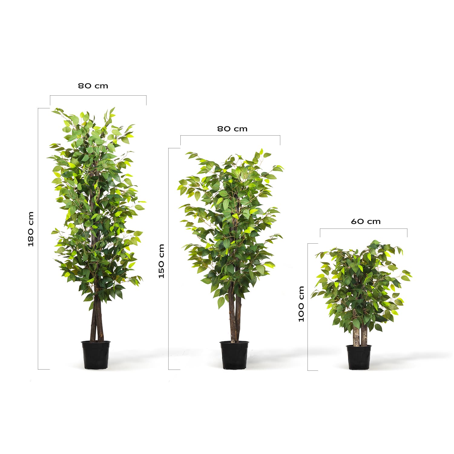 Ficus