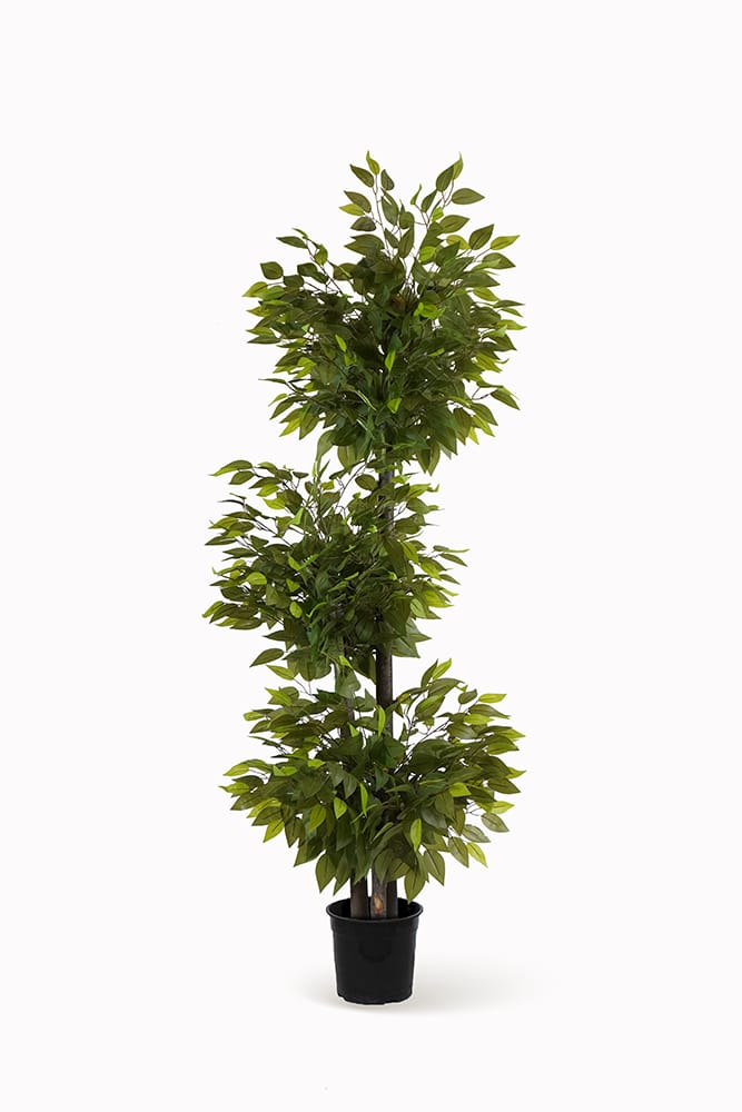 Ficus 3 têtes