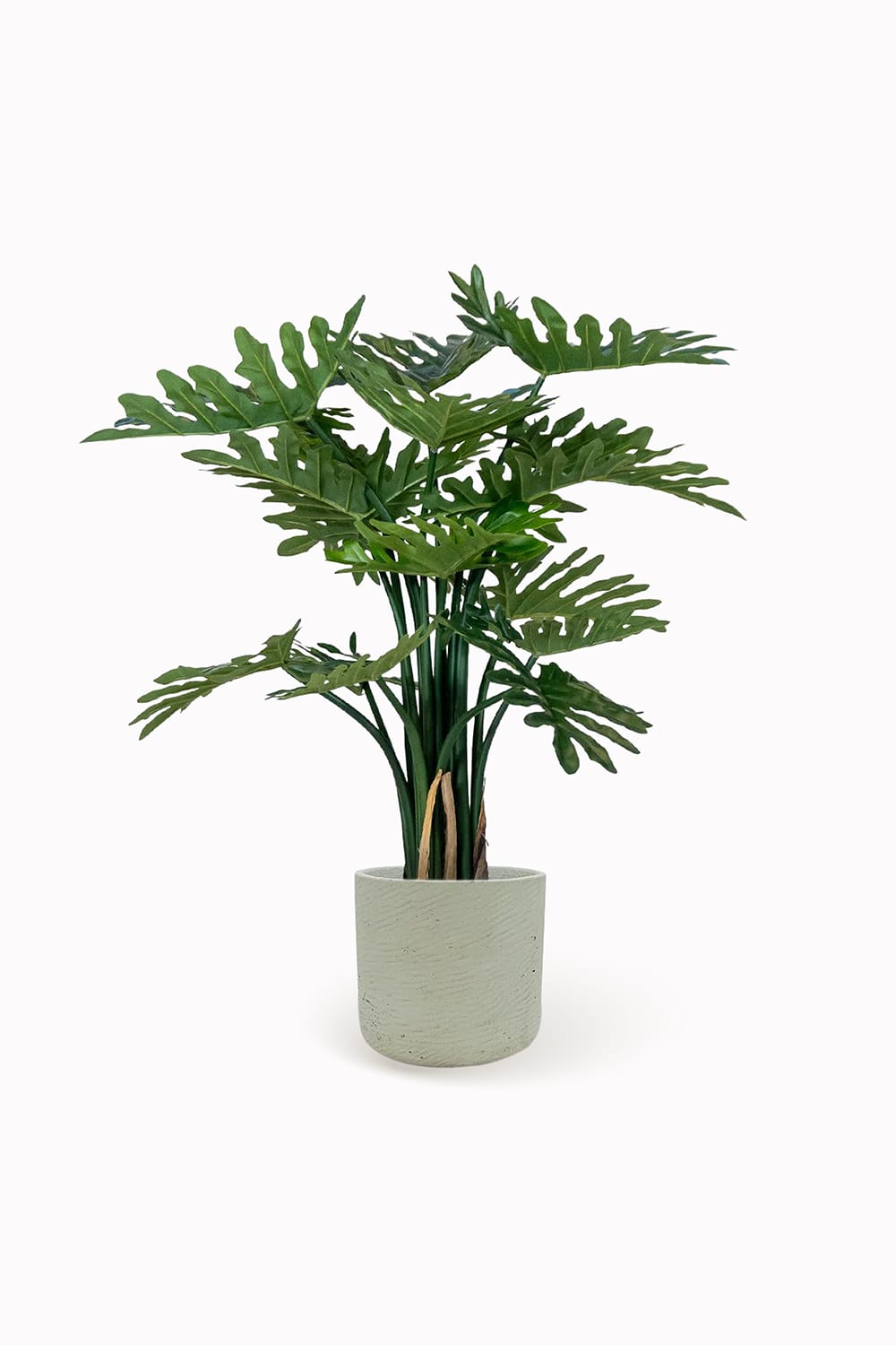 Philodendron