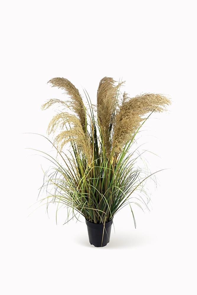Graminée plumes marron