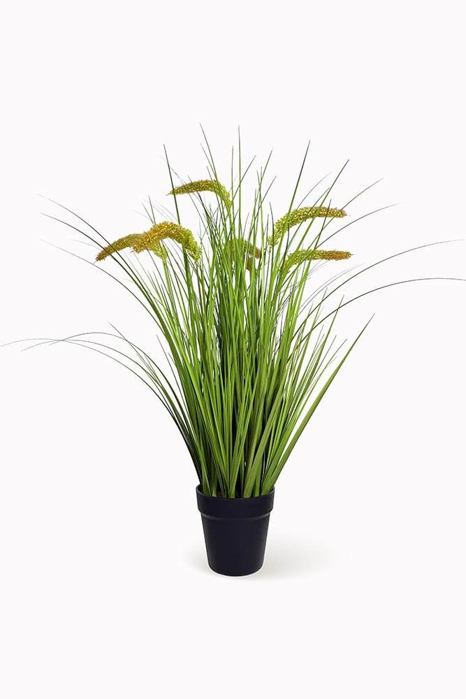 Gramínea Pennisetum