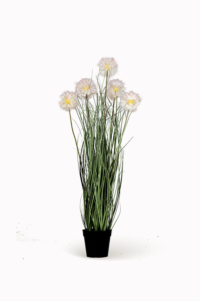 Gramínea Taraxacum
